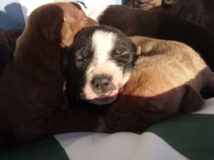 pui amstaff