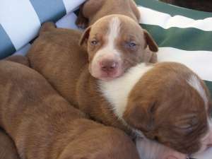 pui amstaff