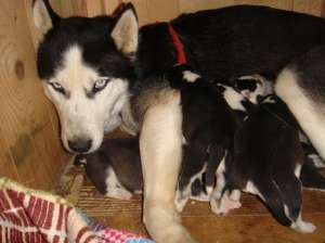 Pui husky de vanzare