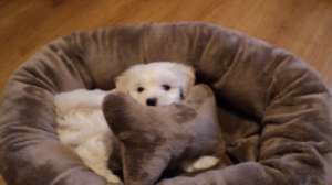bichon
