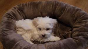 bichon