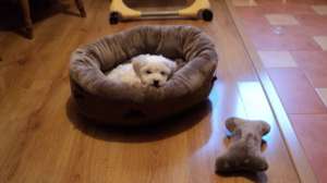bichon