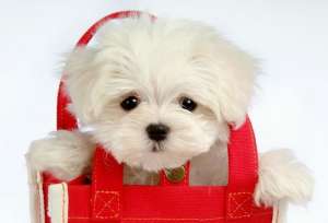 Vand bichon alb mini