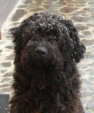 ofer spre monta terrier rusesc negru