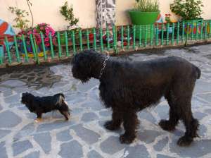ofer spre monta terrier rusesc negru