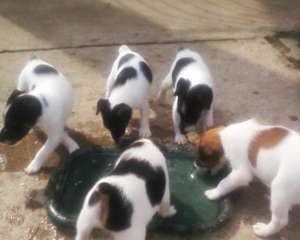 vand Jack Russel Terrier