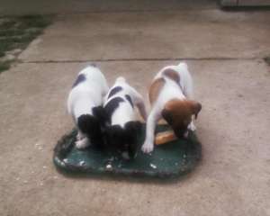 vand Jack Russel Terrier