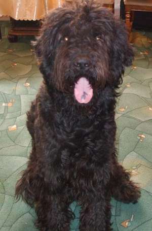 monta tchiorny terrier