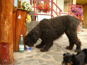 monta tchiorny terrier