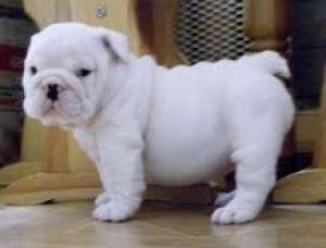 Engleză Bulldog Puppy (11Weeks vechi)