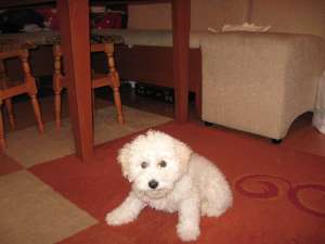 vand bischon frise
