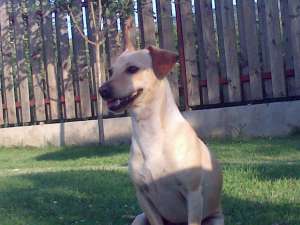 Ofer pt monta mascul Pinscher pitic GRATUIT