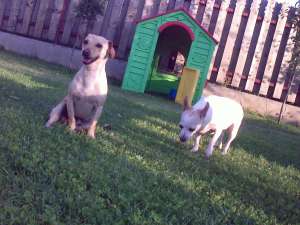 Ofer pt monta mascul Pinscher pitic GRATUIT