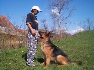 Dresaj canin Proberger k9