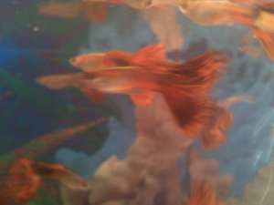 Vand pesti Guppy si Moly