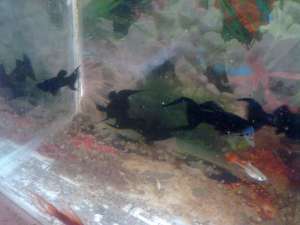 Vand pesti Guppy si Moly