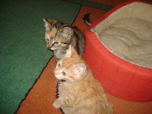 Pisicute pentru adoptie