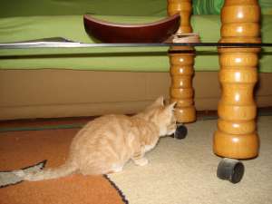 Pisicute pentru adoptie
