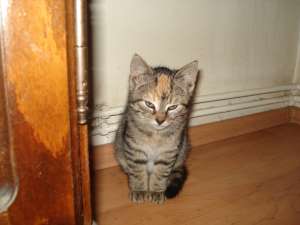 Pisicute pentru adoptie