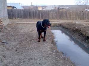 vand rottweiler
