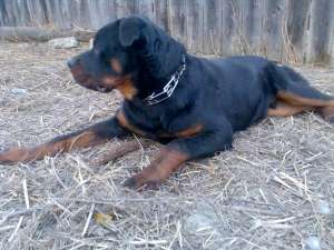 vand rottweiler