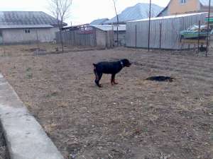 vand rottweiler