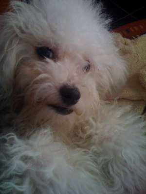 Vand bichon bolognez