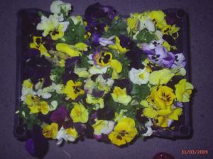 Flori de Gradina