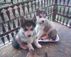 Malamut de Alaska