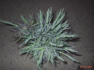 Flori de Gradina