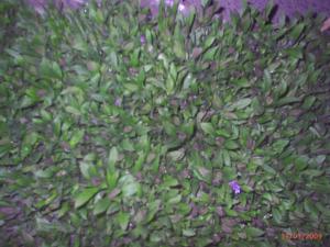 Flori de Gradina