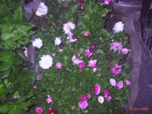 Flori de Gradina