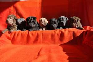 SHAR PEI SUPERBI CULORI DIVERSE