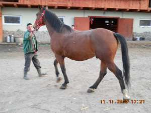 Cai la vanzare