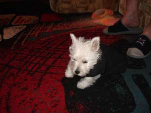 vand pui westie