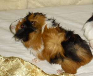 Vand porcusori de guineea
