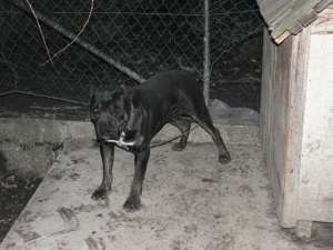 Vand caini si pui Cane Corso