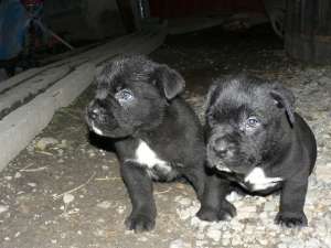 Vand caini si pui Cane Corso