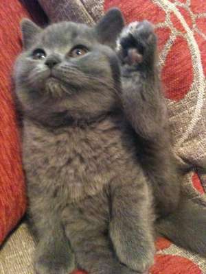 vand british shorthair