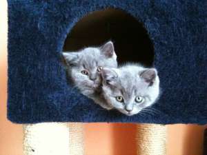 vand british shorthair