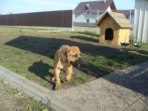Vand mascul CANE CORSO superb (4 luni)