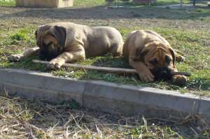 Vand mascul CANE CORSO superb (4 luni)