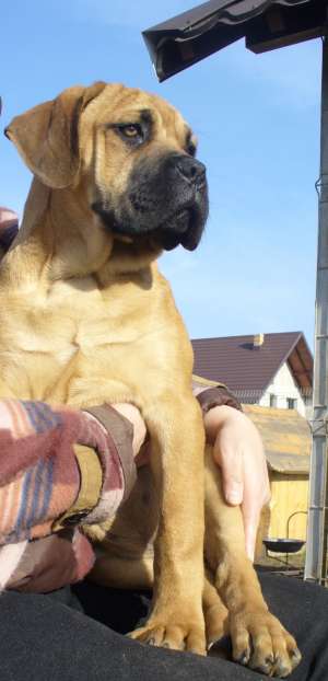 Vand mascul CANE CORSO superb (4 luni)