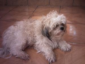 CATEI SHIH-TZU