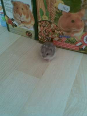 Vand pui de hamsteri rasa Pitic Rusesc