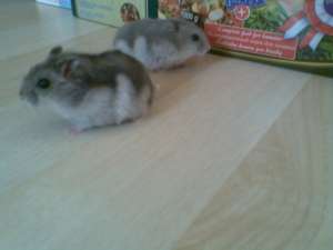 Vand pui de hamsteri rasa Pitic Rusesc