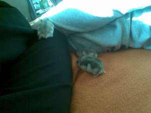Vand pui de hamsteri rasa Pitic Rusesc