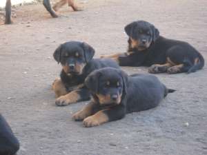 PUI ROTTWEILER