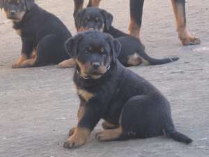PUI ROTTWEILER