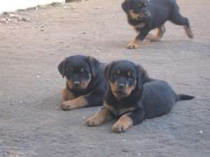 PUI ROTTWEILER